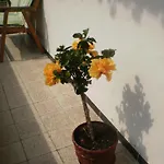Bichlhof Riedenberg Κατάλυμα σε φάρμα