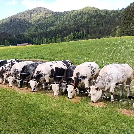 Bichlhof Riedenberg Séjour à la ferme