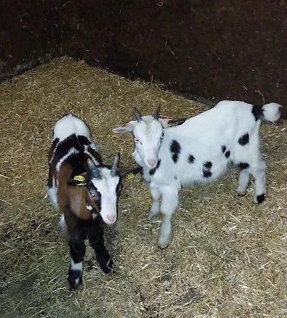 Bichlhof Riedenberg Séjour à la ferme