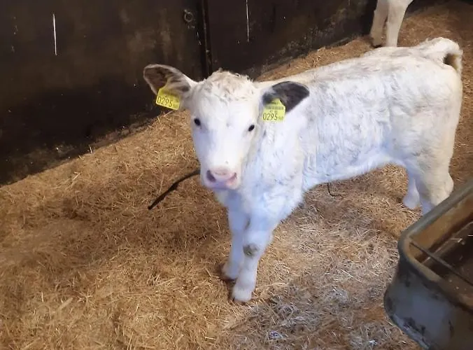 Bichlhof Riedenberg Lantgård Thiersee