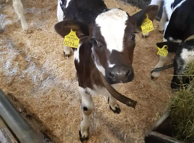 Bichlhof Riedenberg *