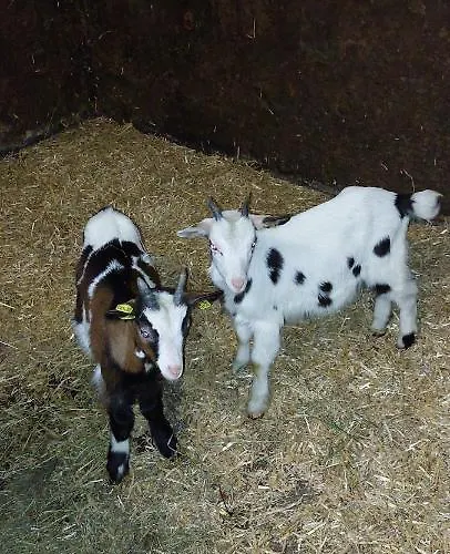 Bichlhof Riedenberg مزرعة للإقامة