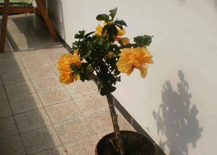 Bichlhof Riedenberg مزرعة للإقامة